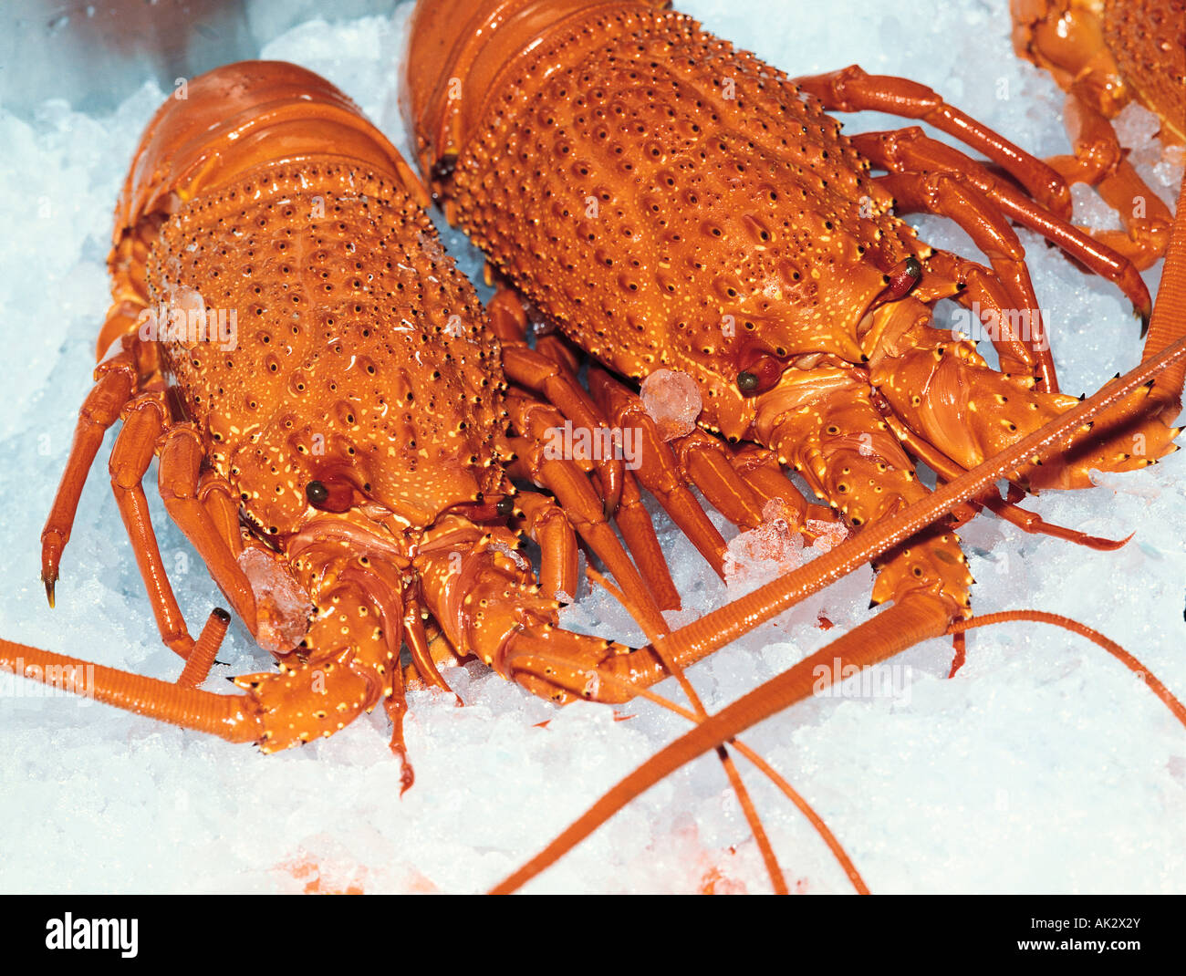 Australia. Mercato del pesce di Sydney. Vita morta. Cibo. Australian Eastern Rock Lobsters (Jasus verreauxi) su ghiaccio. Foto Stock