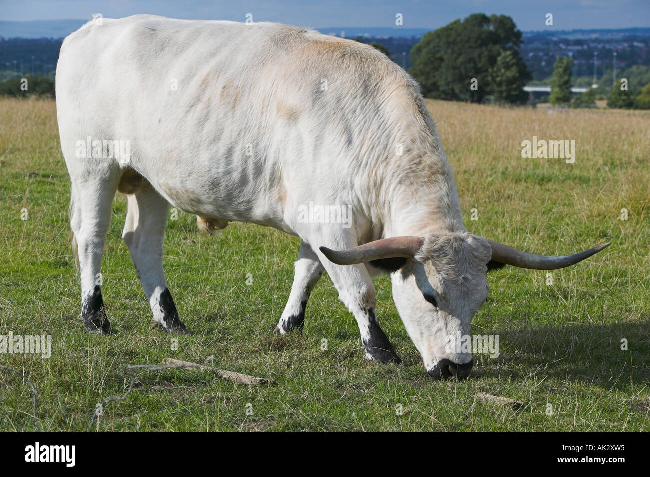Parco bianco bestiame al Chatelherault Country Park vicino a Hamilton, South Lanarkshire, Scozia Foto Stock