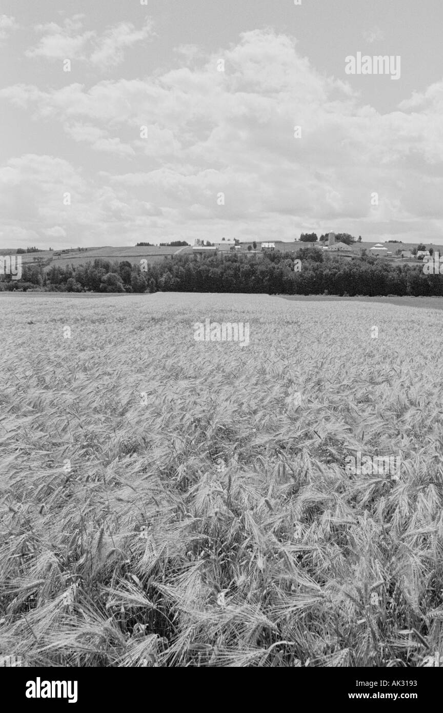 Campo di grano con la fattoria sulla collina in background 1430988 uid Foto Stock