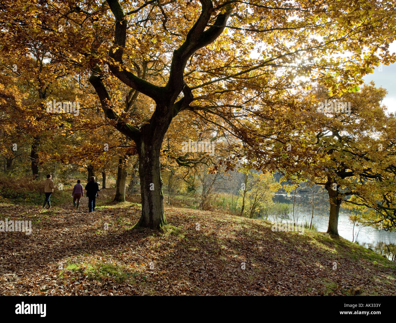 I colori autunnali ROYAL Foresta di Dean GLOUCESTERSHIRE con scuotipaglia Foto Stock