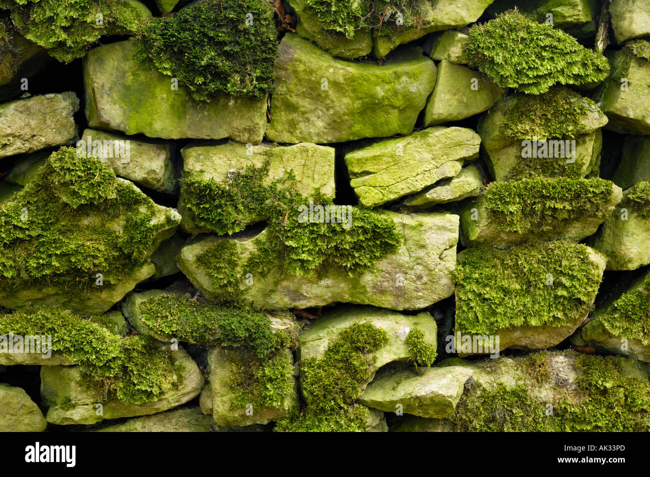 Dettaglio di muschio e alghe a secco su un muro di pietra su Mendip Hills nel Somerset, Inghilterra. Foto Stock