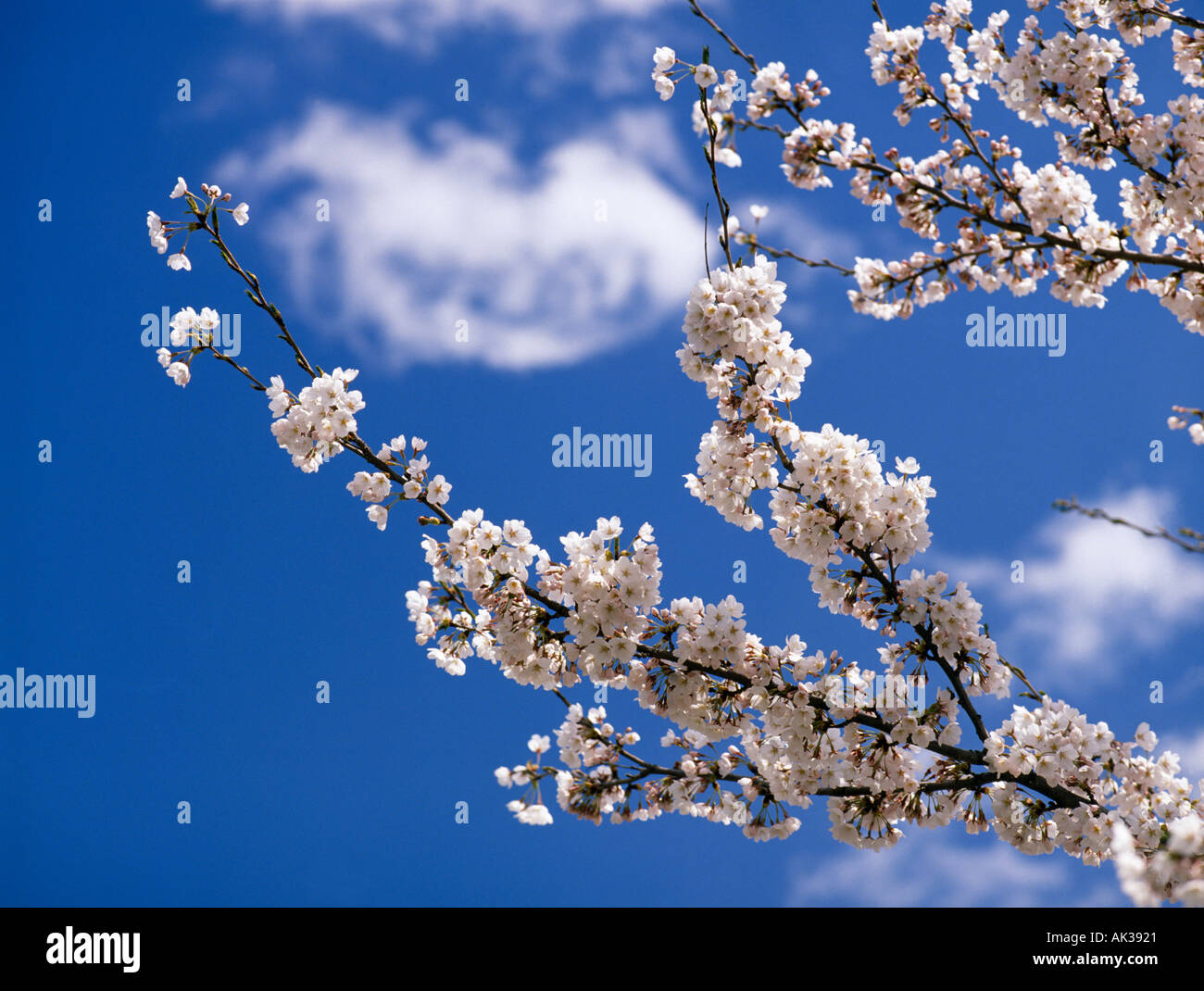 Cherry blossom sakura in Zenko ji temple grounds Nagano Japan Foto Stock