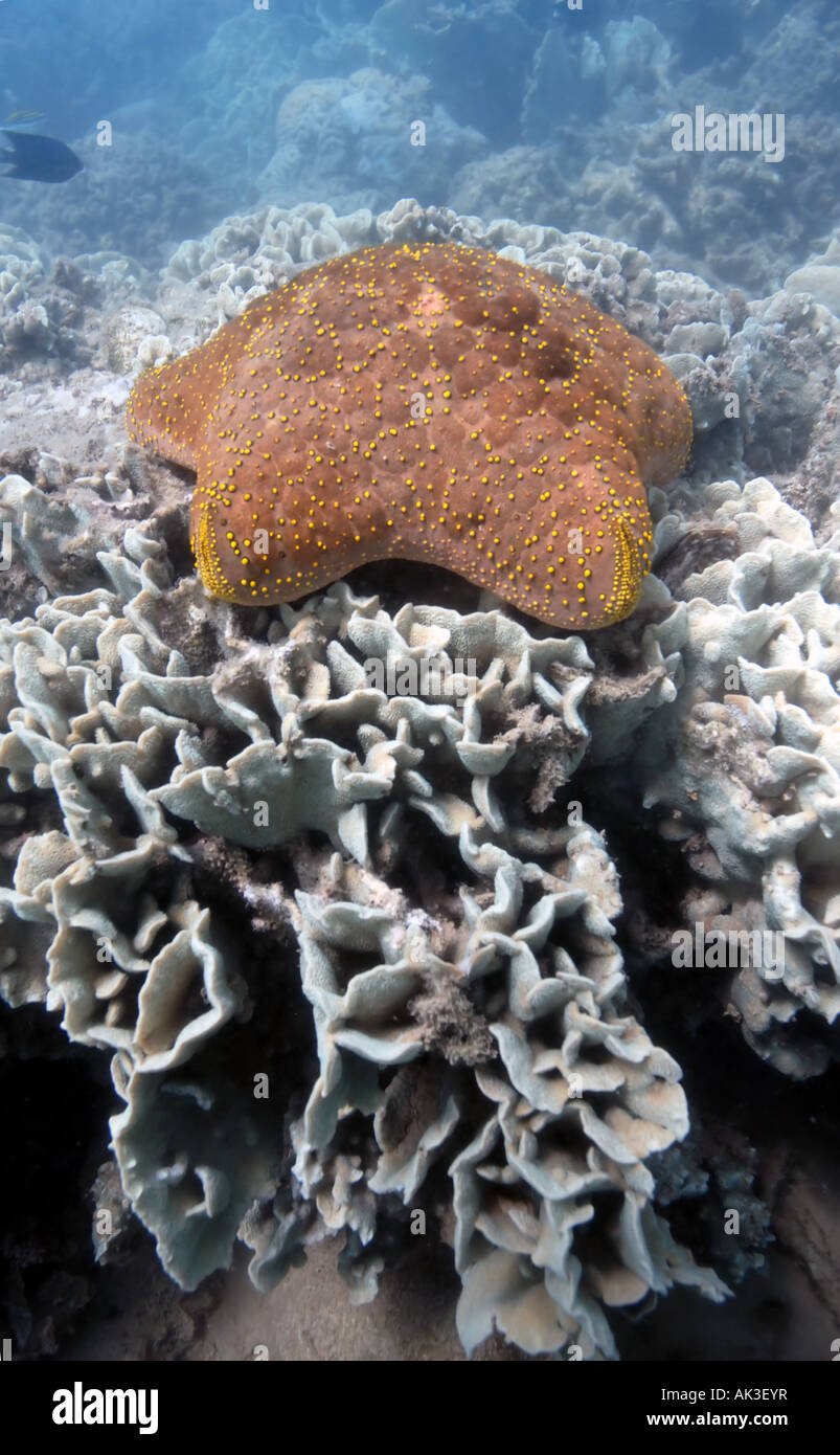 Puntaspilli starfish Culcita novaeguineae mangiare live coral Dampier Arcipelago Parco Marino dell Australia Occidentale Foto Stock