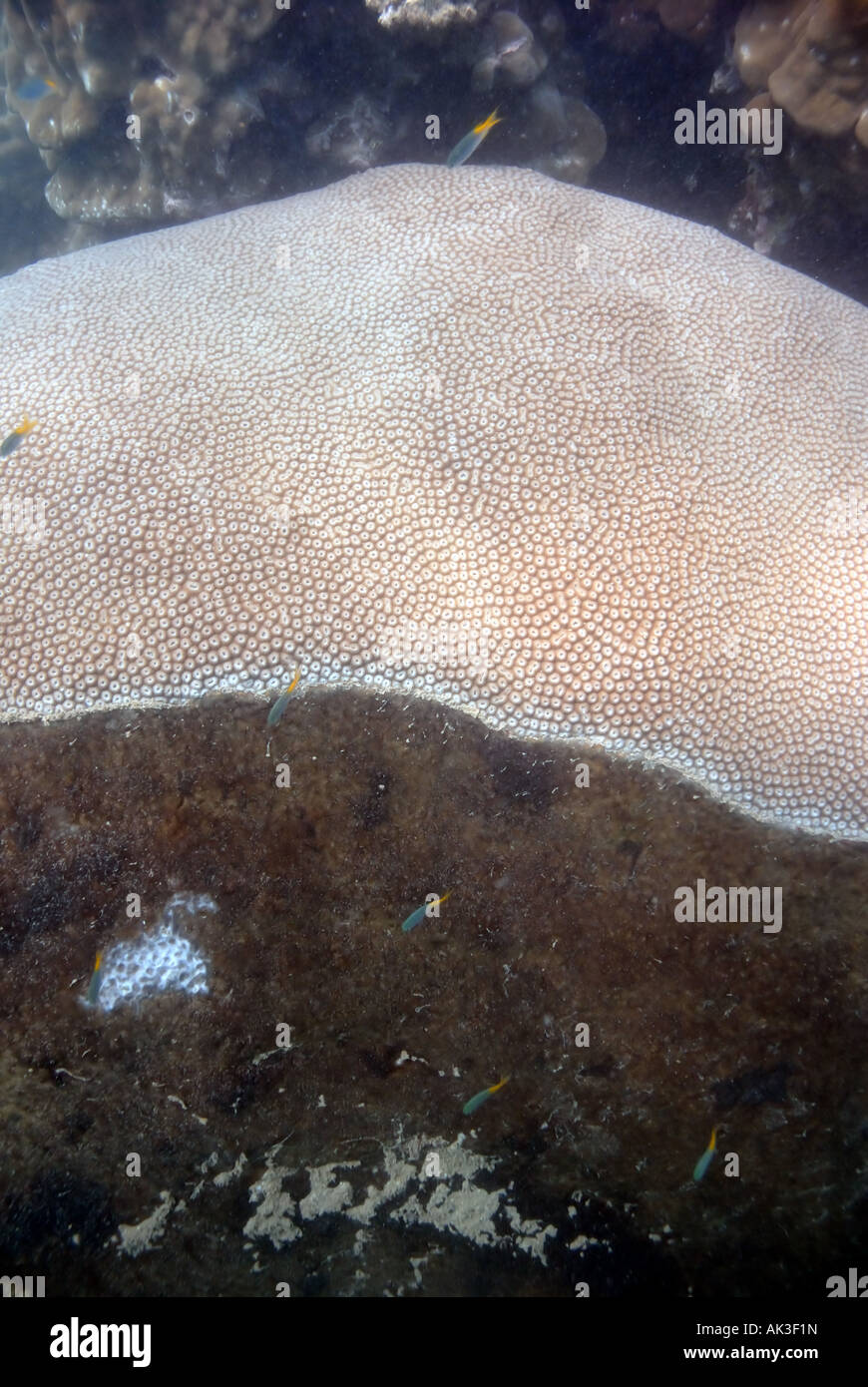 Antica colonia di corallo (top) essendo ricoperta da un concorrente, Arcipelago Dampier Marine Park, Australia occidentale Foto Stock