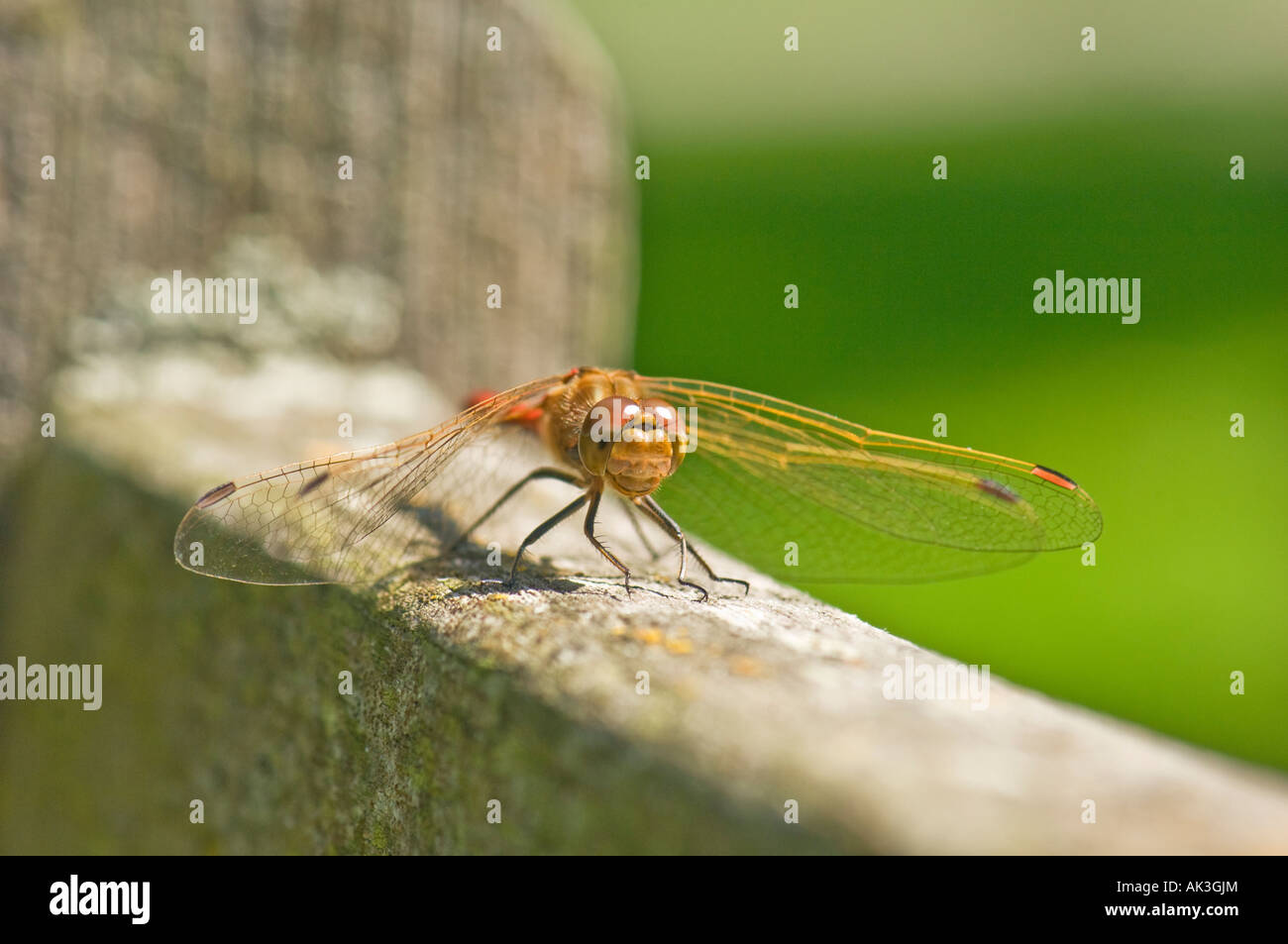 Big Red brown dragon fly libellula libellule seduta su legno sfondo verde stretching le ali Foto Stock