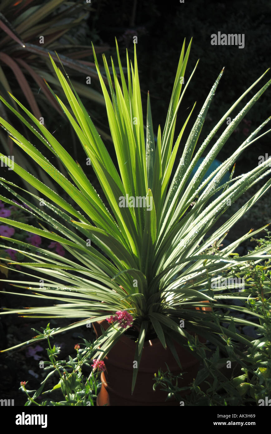 Nazionale dorso giardino verde punte su Cordyline yucca pianta in vaso con gocce di pioggia dopo doccia Essex Inghilterra UK Foto Stock