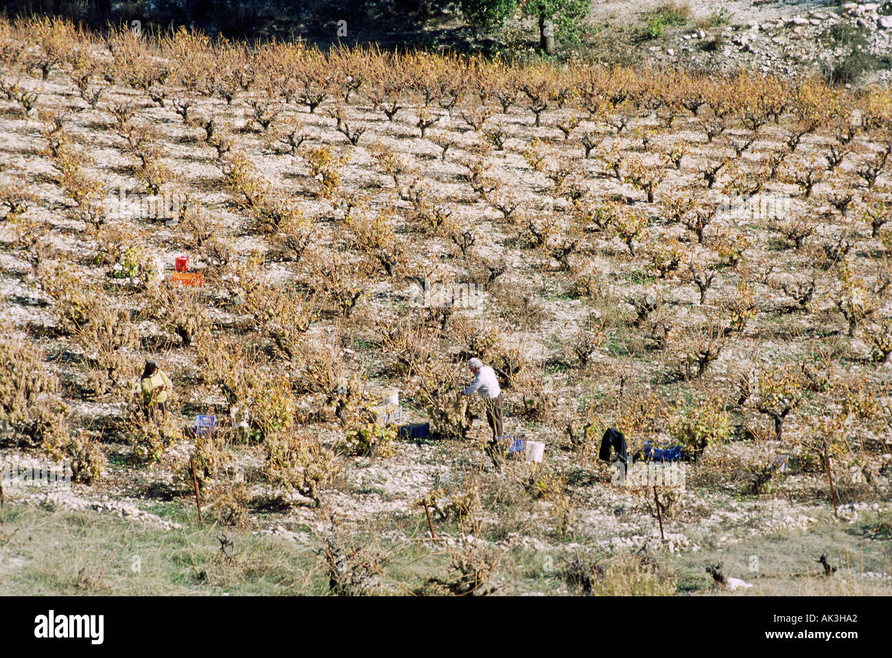 L'uva raccolta in una piccola vigna a Cipro nel tardo autunno Foto Stock