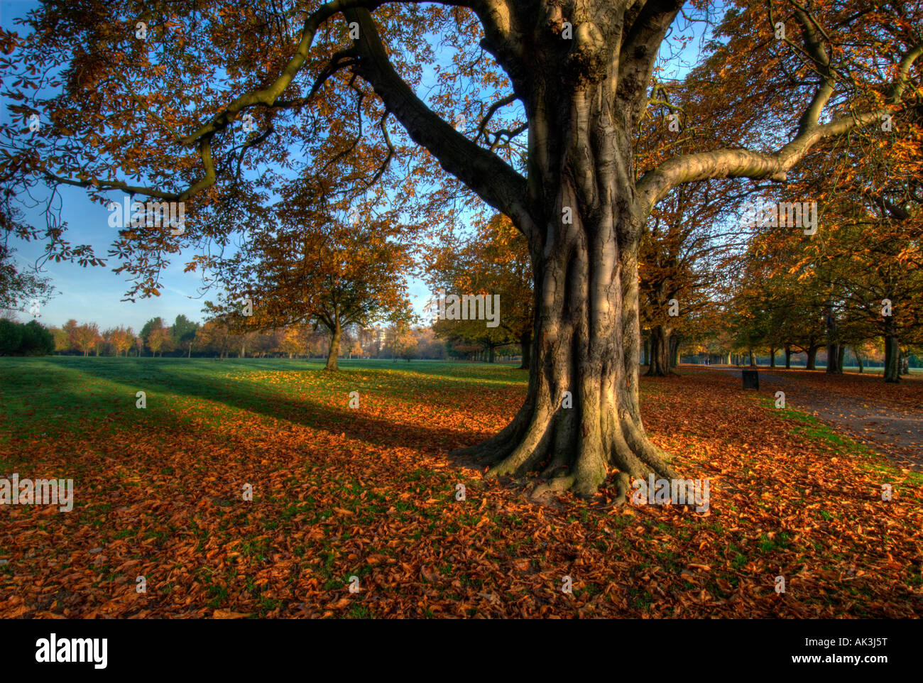 La luce del mattino, un albero e foglie di autunno in Walpole Park, Ealing, Londra Foto Stock