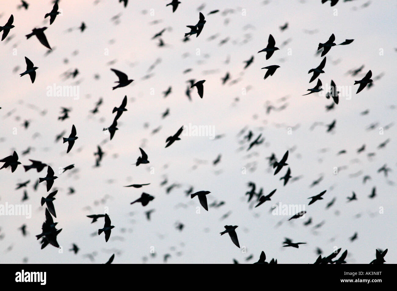 Martins viola Foto Stock