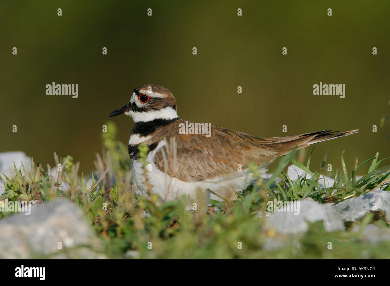 Killdeer sul nido Foto Stock