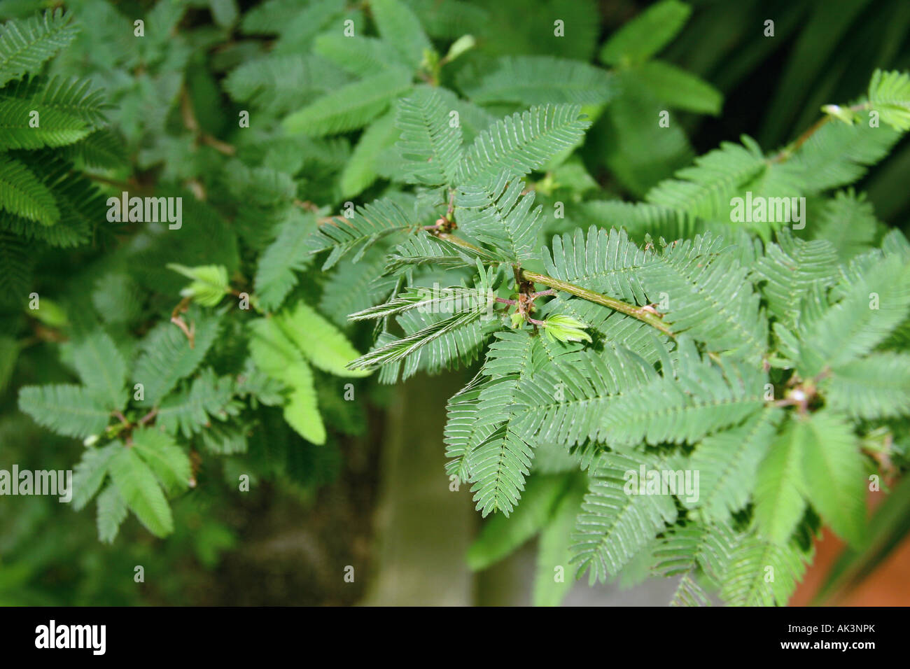 La Mimosa pudica la lasciando chiuso dopo essere stato toccato Foto Stock