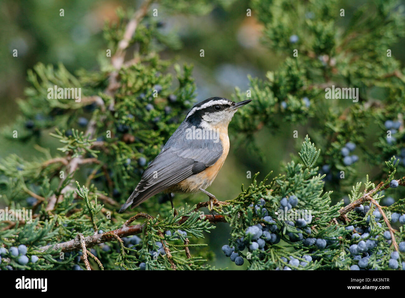 Red-breasted picchio muratore appollaiato in cedro con frutti di bosco Foto Stock
