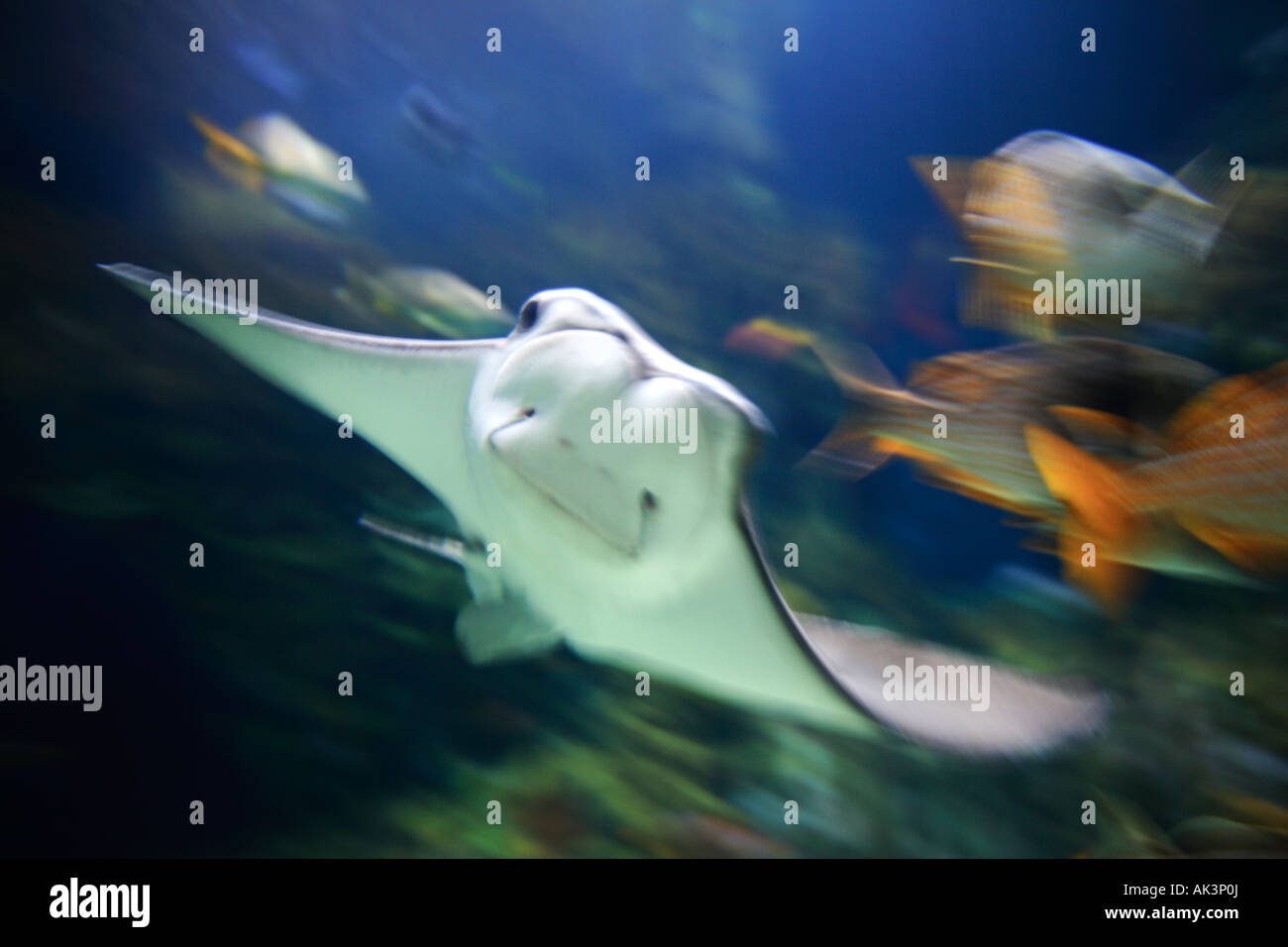 Razza a aquarium Foto Stock