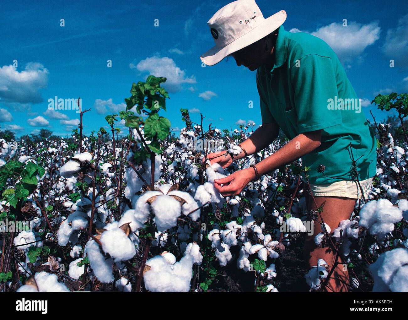 Australia, agricoltura, Queensland, coltivatore di cotone. Foto Stock