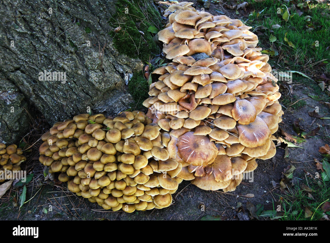 I funghi che crescono su ceppo di albero, Berkshire, Inghilterra, Regno Unito Foto Stock