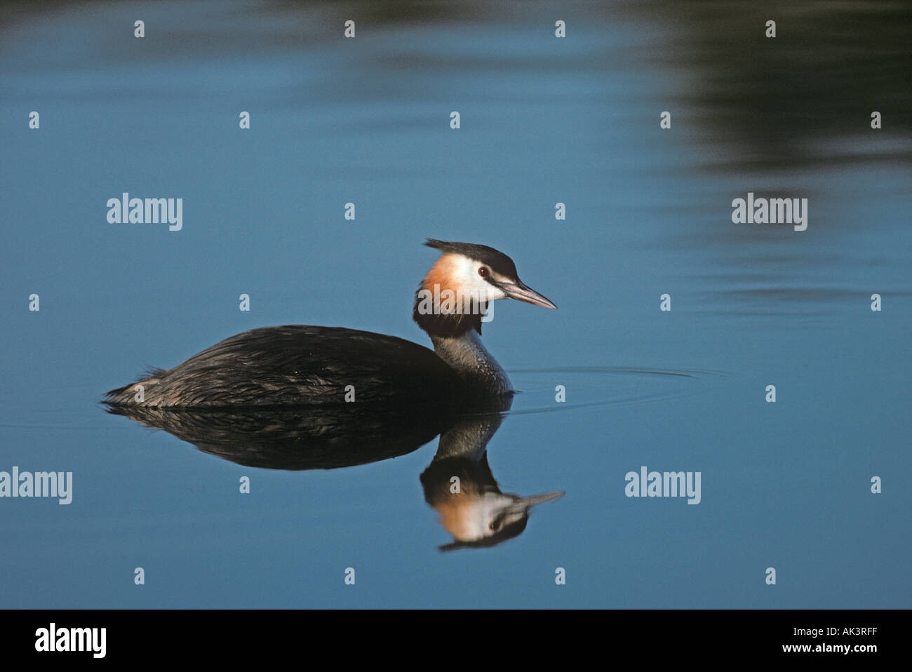 Svasso maggiore Podiceps cristatus Foto Stock