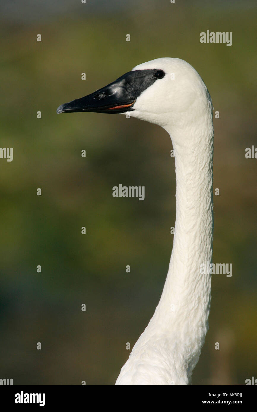 Trumpeter Swan verticale Foto Stock