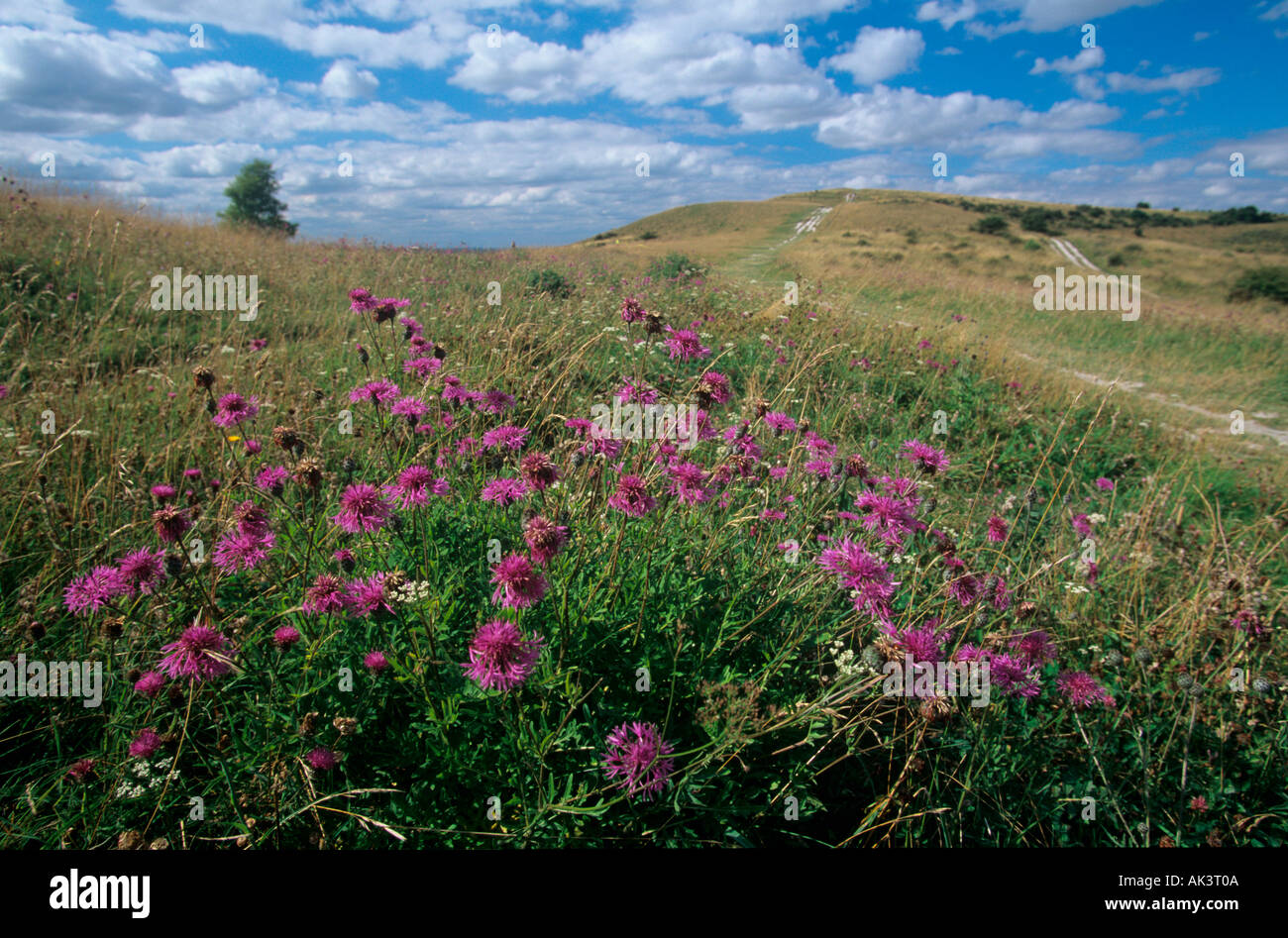 Maggiore Fiordaliso Centaurea scabiosa Foto Stock
