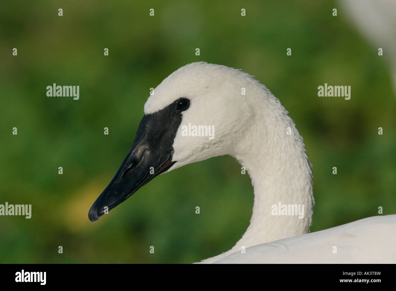 Trumpeter Swan Foto Stock