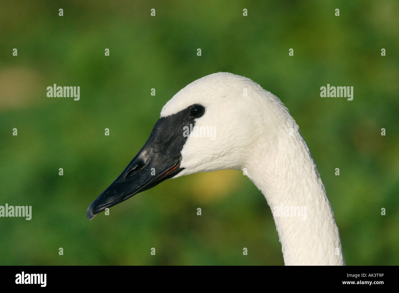 Trumpeter Swan Foto Stock