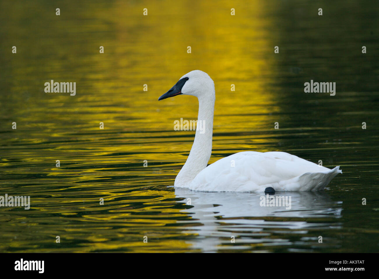Trumpeter Swan Foto Stock