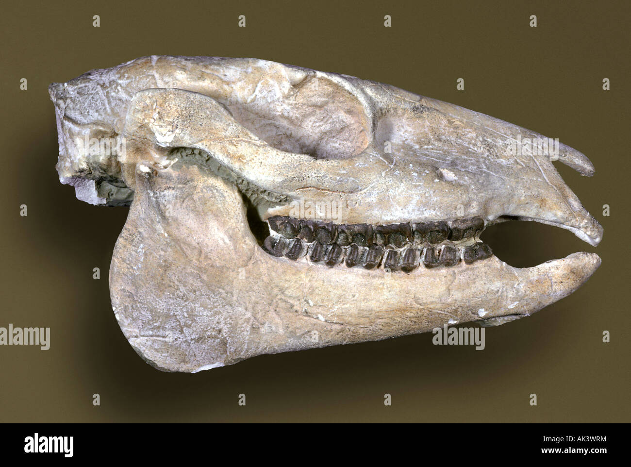 Cavallo preistorico cranio Mesohippus Oligocene Foto Stock