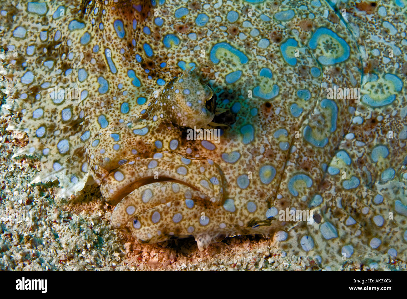 Peacock passera pianuzza Foto Stock