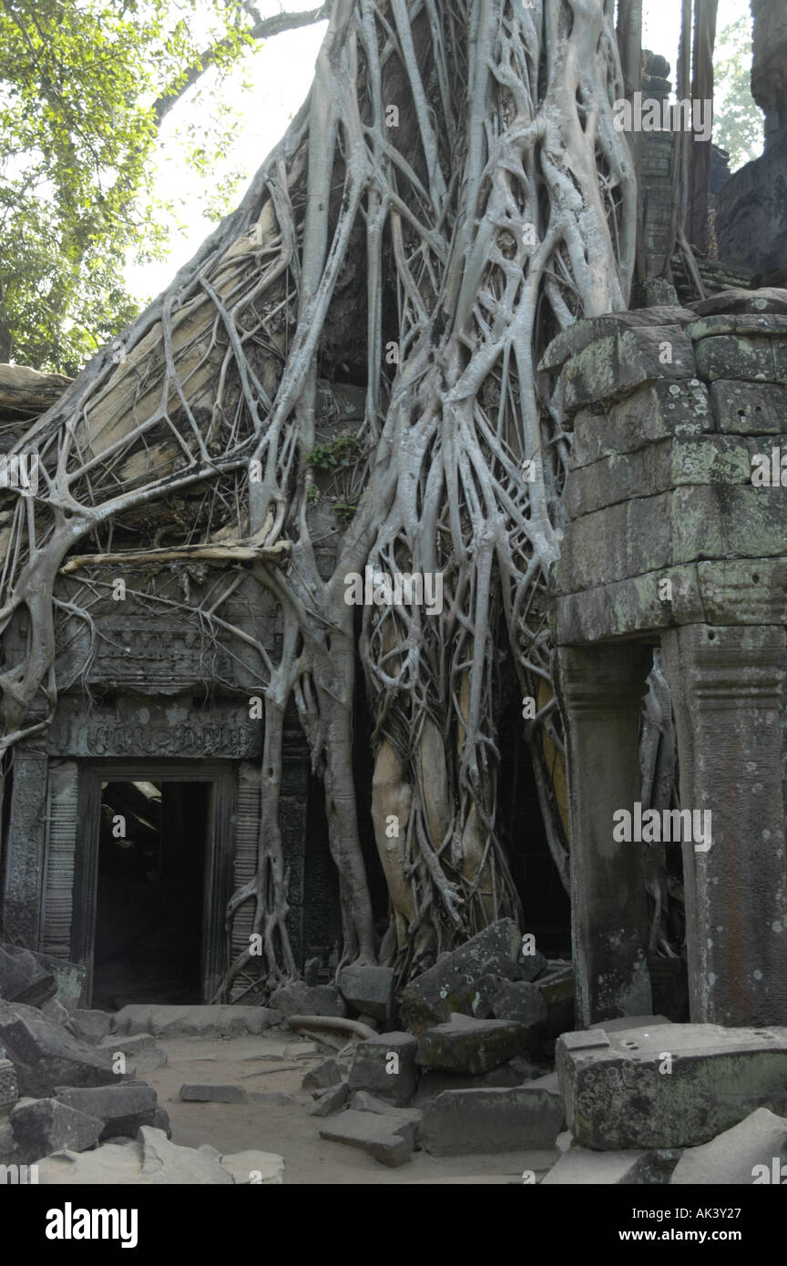 Enormi radici di un fico che cresce verso il basso da un tetto intorno a una porta del tempio Ta Prohm Angkor Siem Reap Cambogia Foto Stock
