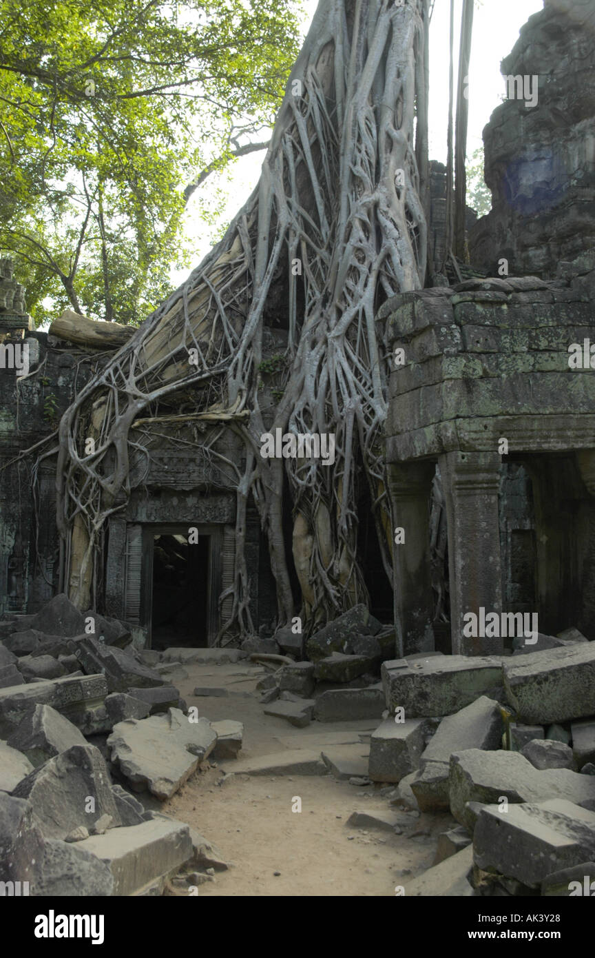 Enormi radici di un fico che cresce verso il basso da un tetto intorno a una porta del tempio Ta Prohm Angkor Siem Reap Cambogia Foto Stock