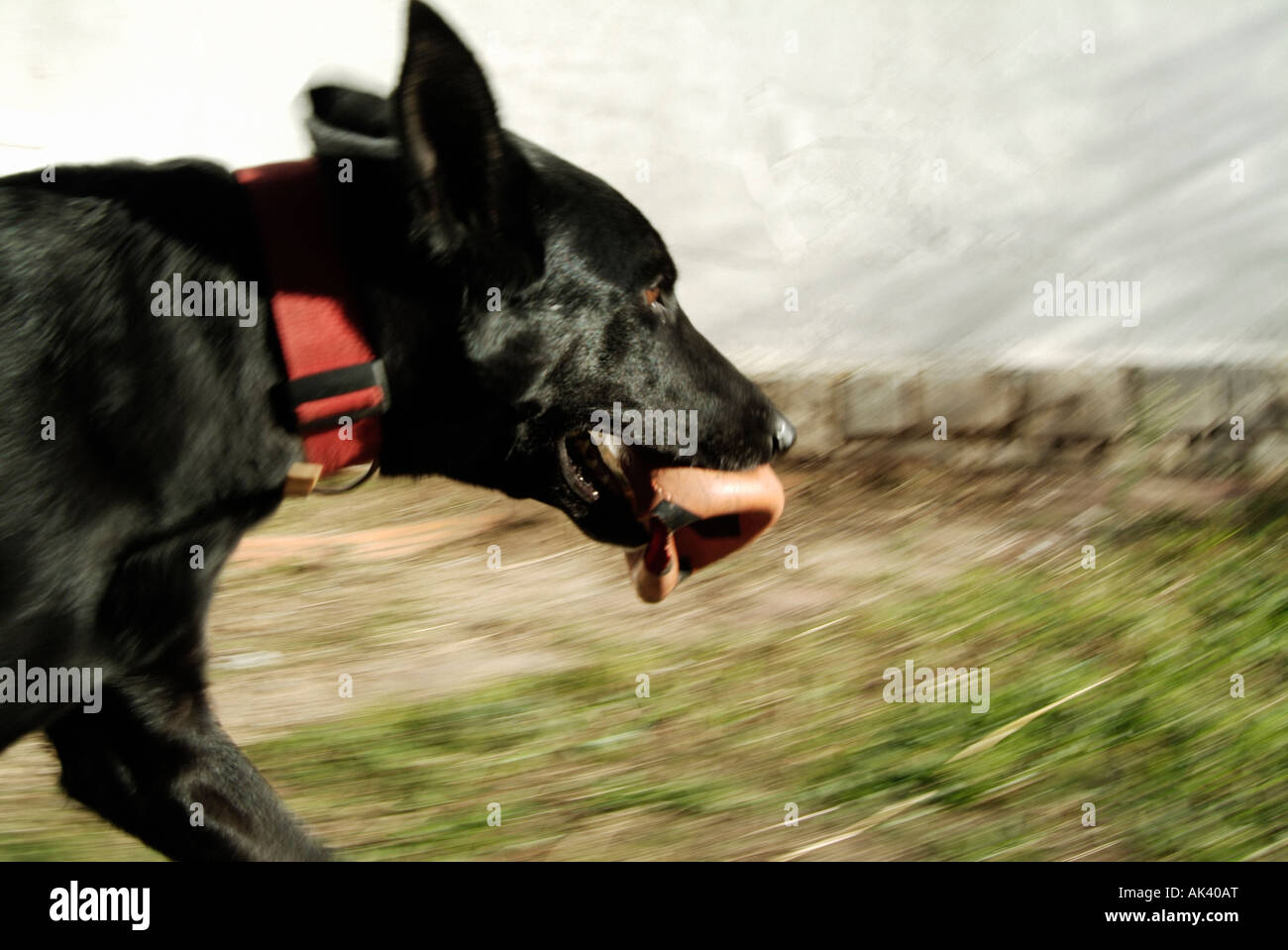 Cane che corre con una palla nella sua bocca Foto Stock