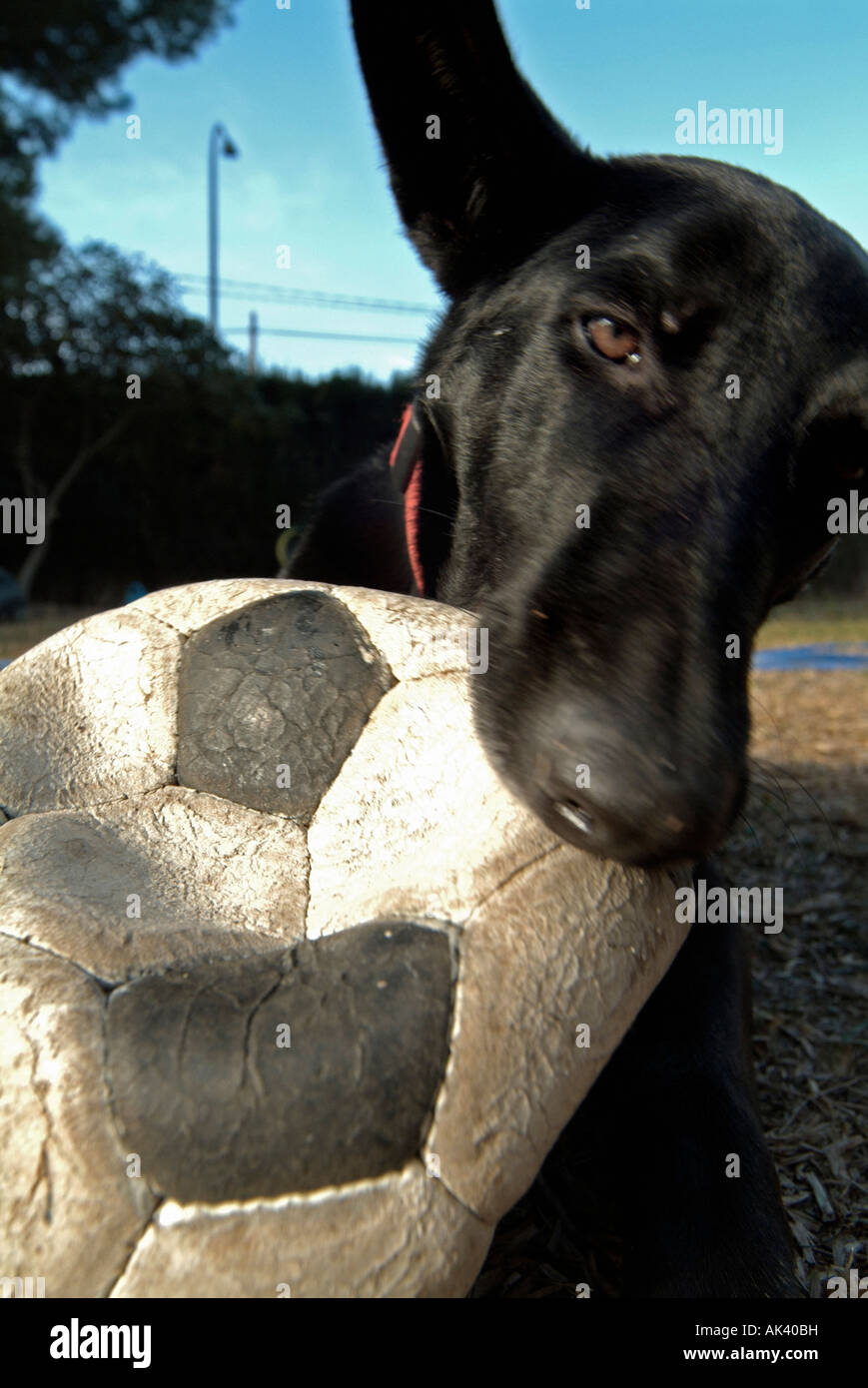 Chiudere l immagine di un cane a giocare con una palla al di fuori Foto Stock