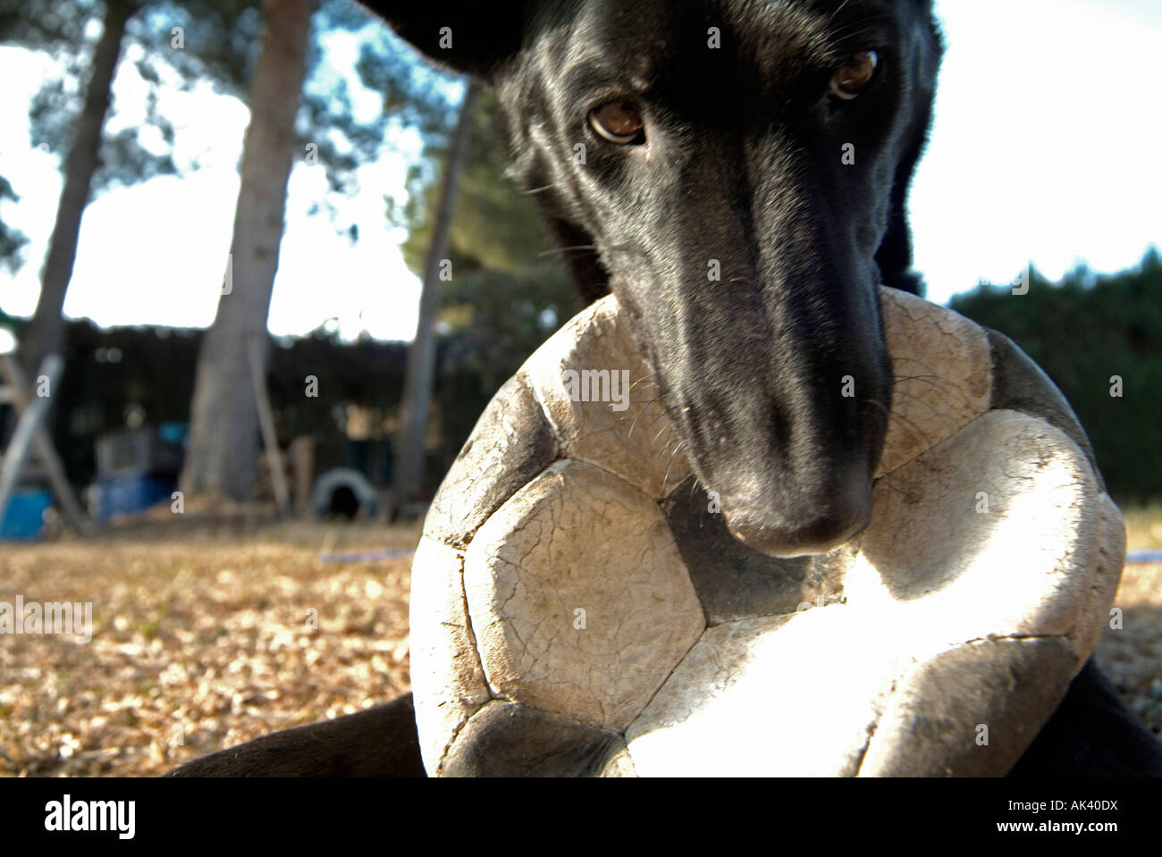 Chiudere l immagine di un cane a giocare con una palla al di fuori Foto Stock