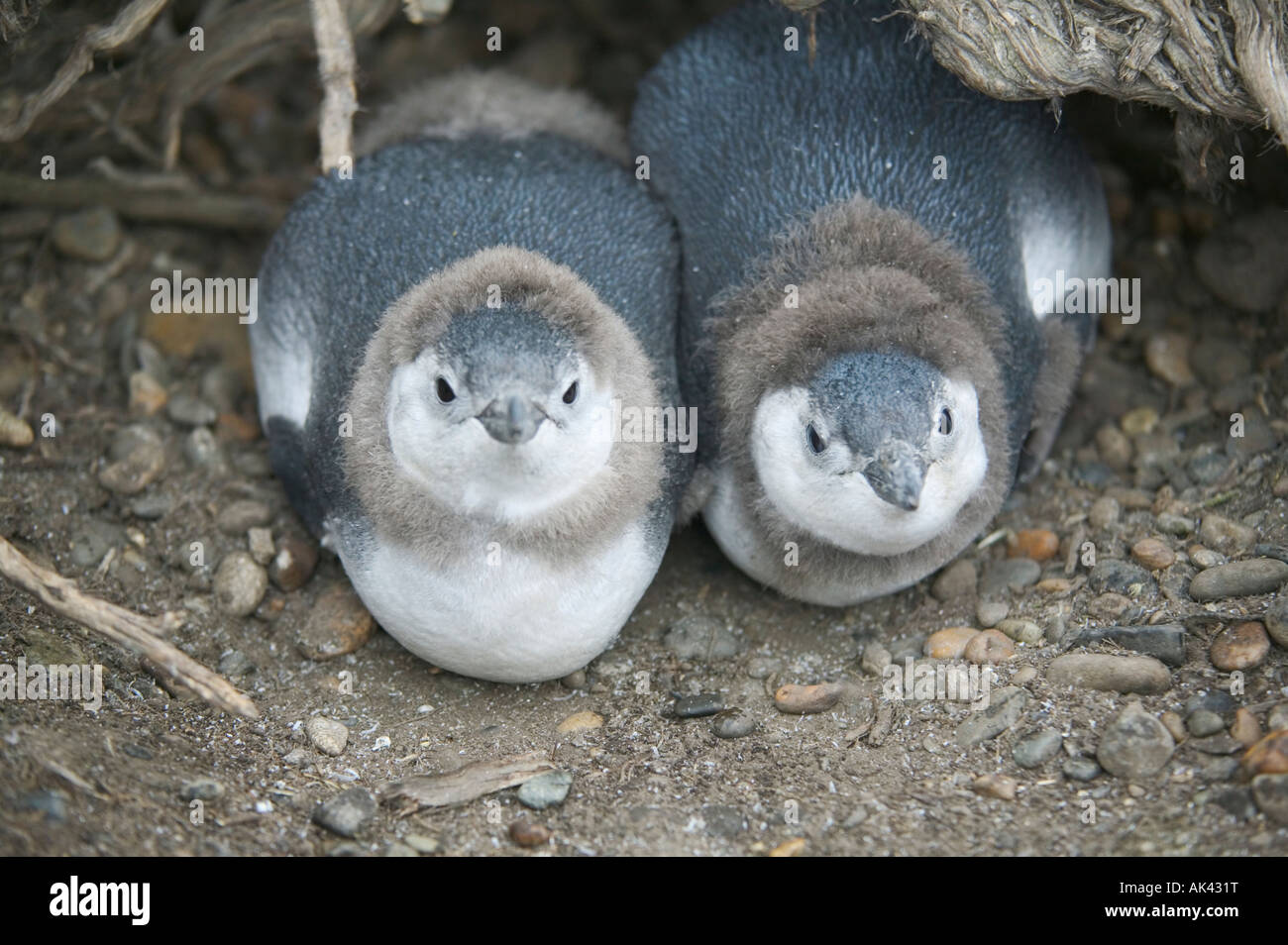 Giovani Magellanic penguin pulcini nel loro nido, Punta Tombo, vicino a Trelew, Patagonia, Argentina. Foto Stock