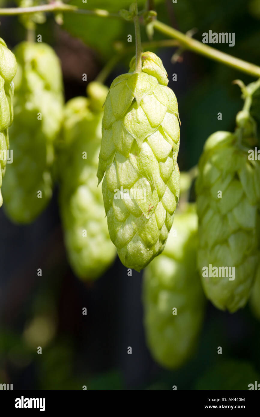 Impianto di luppolo a homegarden Foto Stock