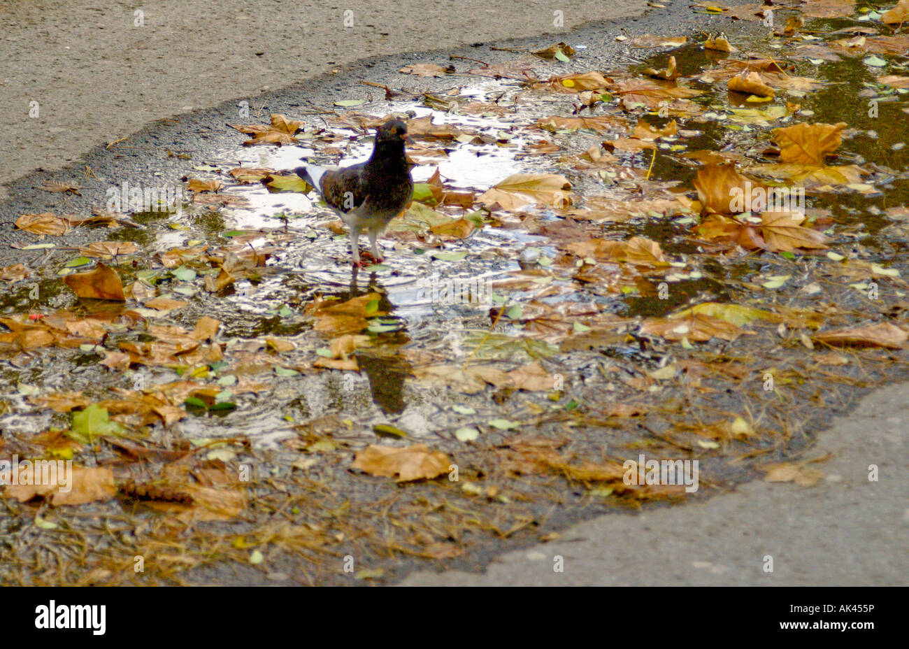 Piccione in uno stagno sulla pavimentazione realizzata dalla pioggia caduta con le foglie in autunno Foto Stock