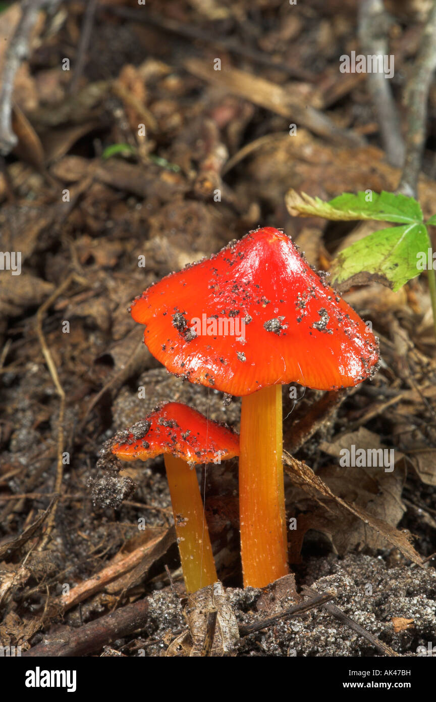 Hygrocybe cuspidata tappo ceroso funghi circa 1,5' di altezza Foto Stock