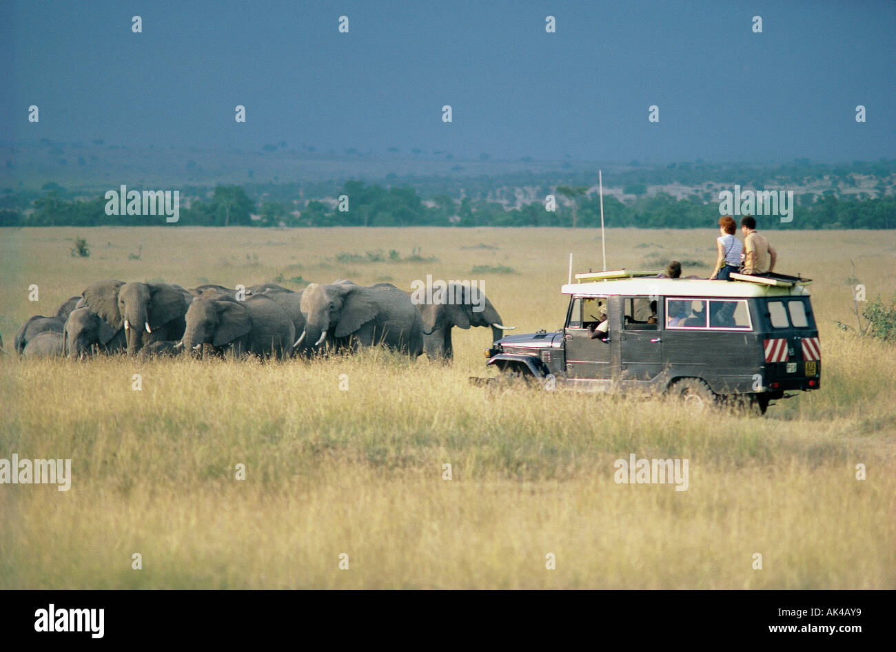 Toyota Landcruiser e clienti in prossimità di un gruppo familiare di elefante le femmine e i vitelli nella Riserva Nazionale di Masai Mara Kenya Foto Stock