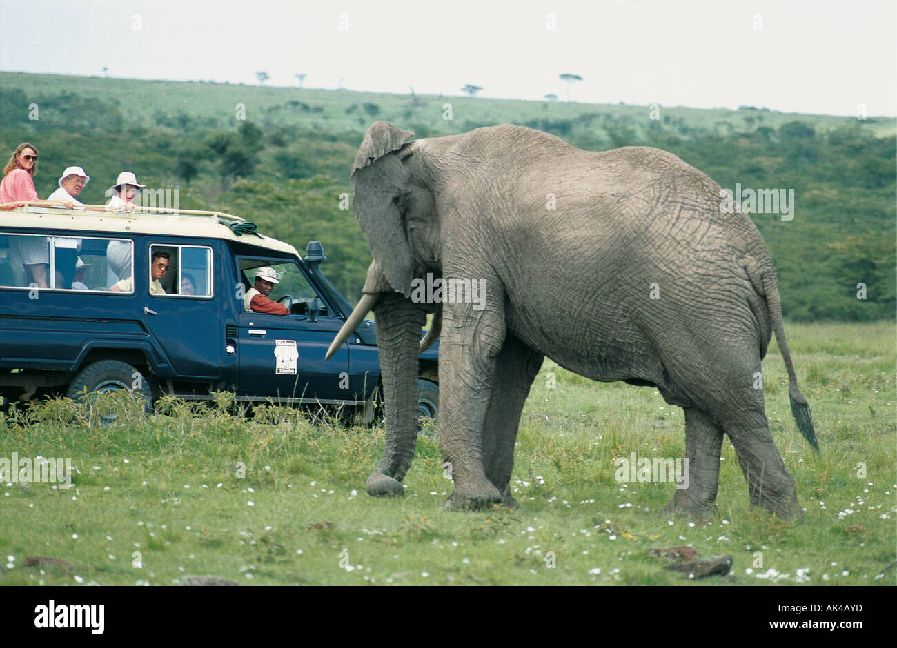 Toyota Landcruiser e clienti vicino a un maschio di elefante nella Riserva Nazionale di Masai Mara Kenya Africa orientale Foto Stock