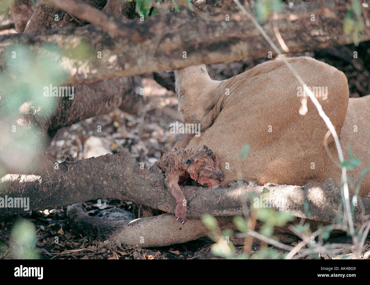 Rara foto di un nuovo nato LION CUB solo pochi minuti dopo la nascita di Masai Mara riserva nazionale del Kenya Africa orientale Foto Stock