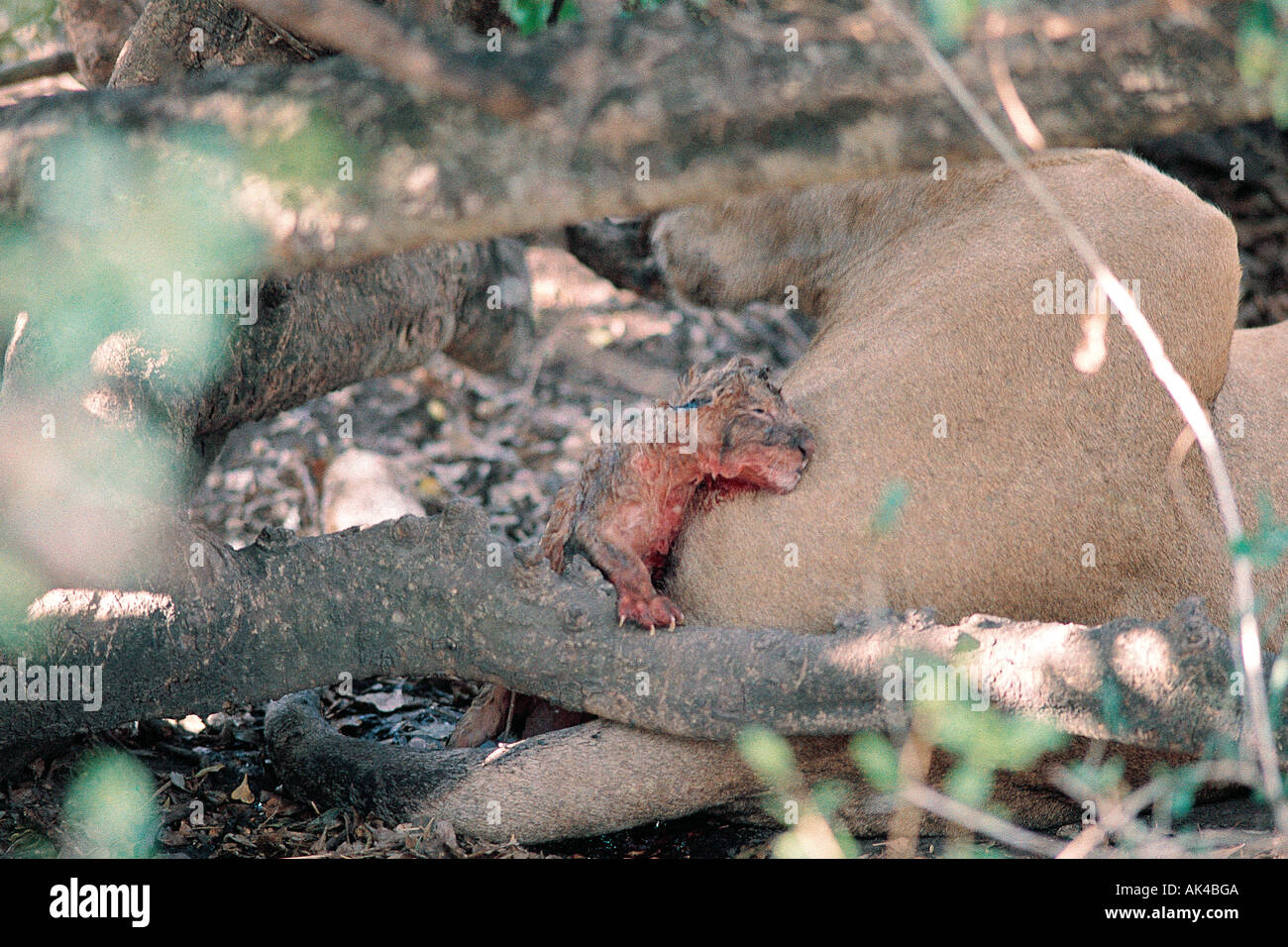 Rara foto di un nuovo nato LION CUB solo pochi minuti dopo la nascita di Masai Mara riserva nazionale del Kenya Africa orientale Foto Stock