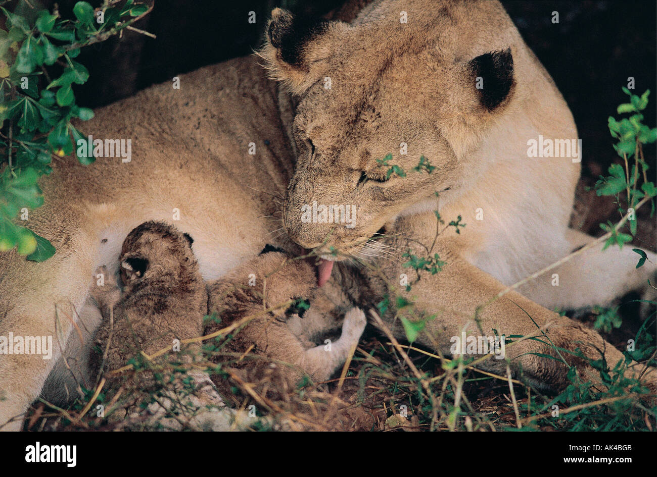 Rara foto di una leonessa con due piccoli nuovi nati cuccioli Masai Mara riserva nazionale del Kenya Africa orientale Foto Stock