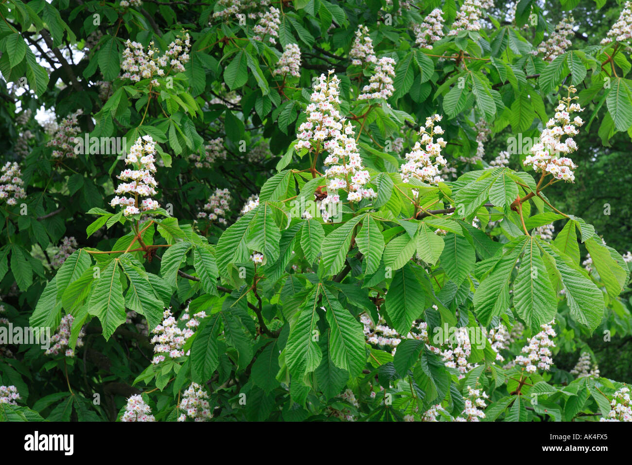 'Cavallo castagno' 'Aesculus hippocastanum' foglie verdi e fiori. Foto Stock