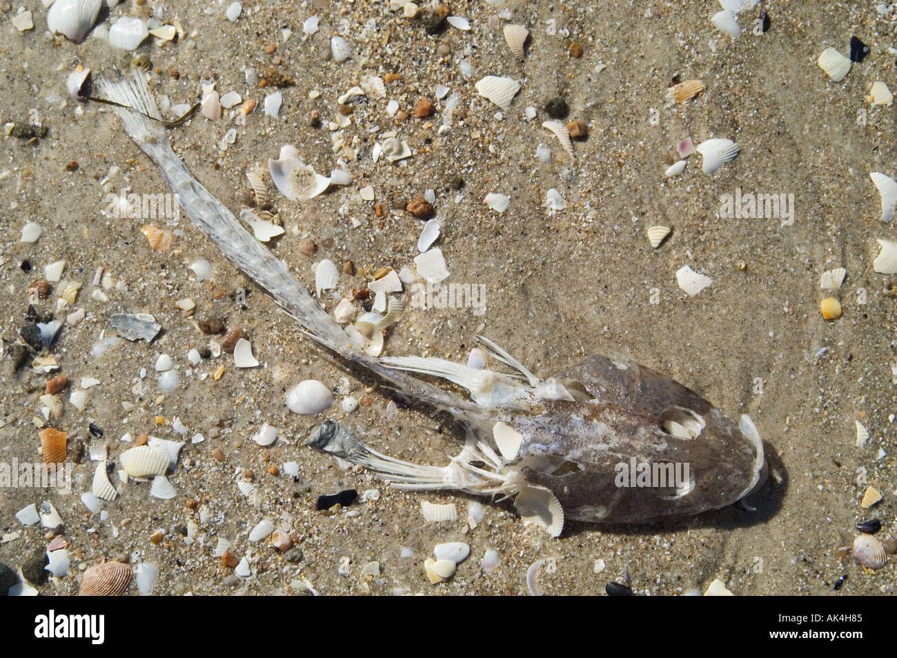 Morto ray sulla spiaggia il freycinet nationalpark tasmania australia Foto Stock