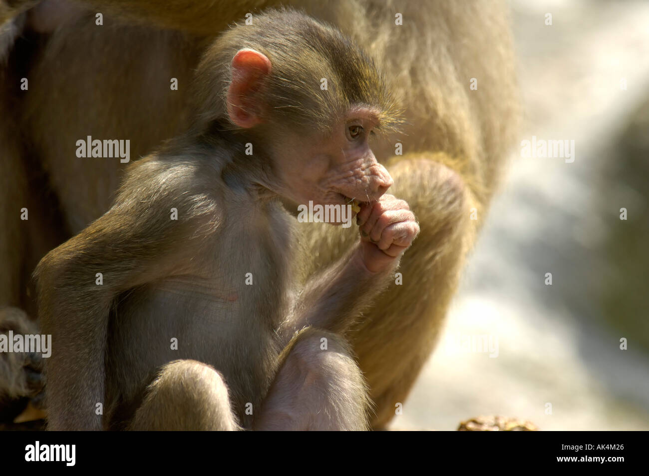 Pavianjunges sitzt vor con sciabica Mutter und frisst mangiare baby babbuino seduto di fronte a sua madre Foto Stock