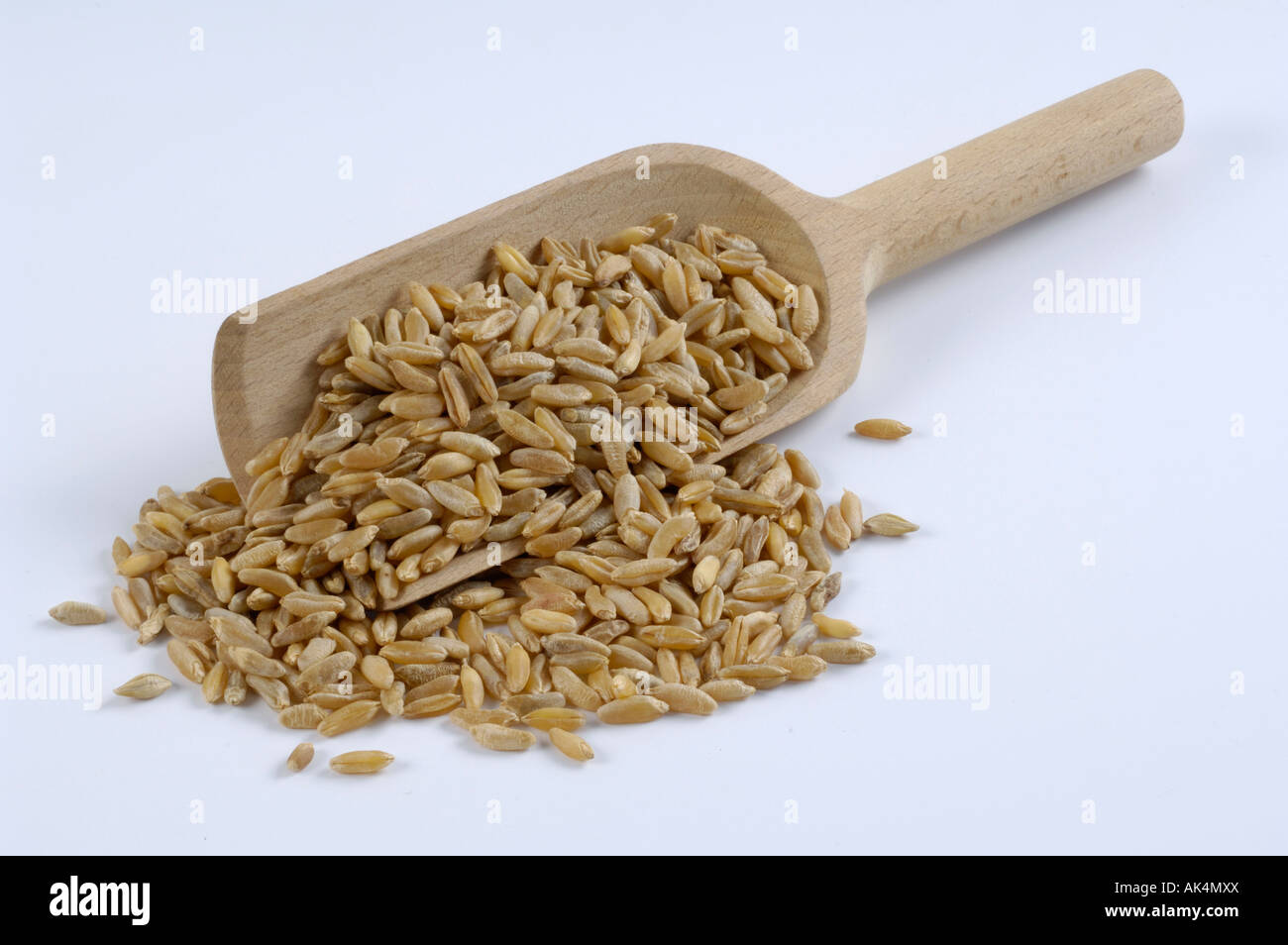 Grano polacco Foto Stock