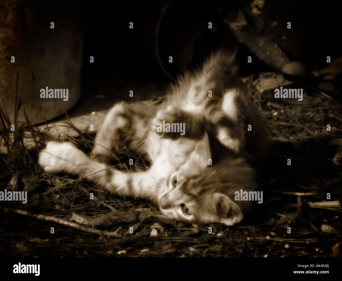 Lo zenzero kittenish gattino a giocare Foto Stock