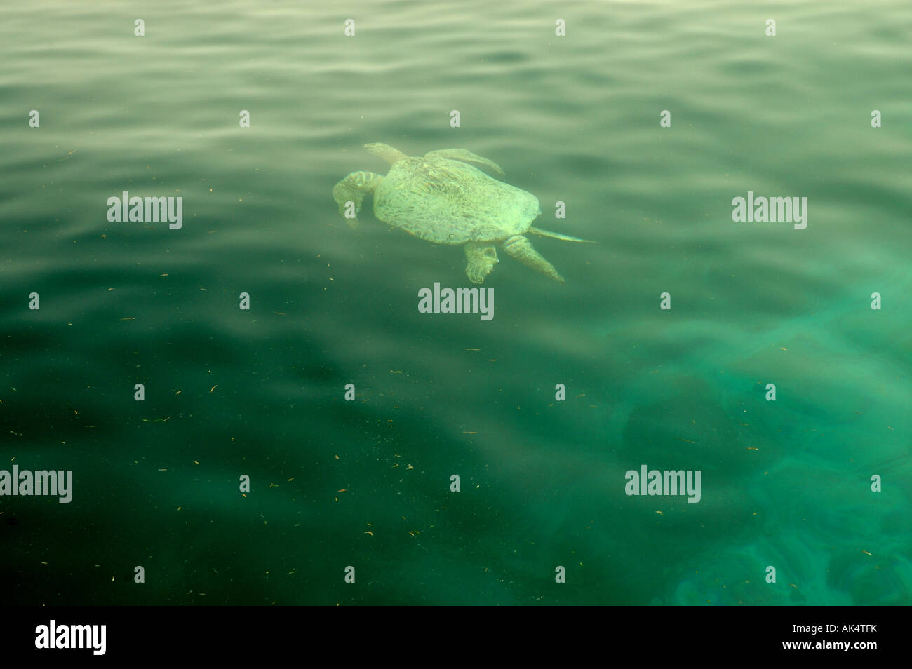 Turtle floating su una scogliera di corallo di Sipadan Island in Borneo Foto Stock