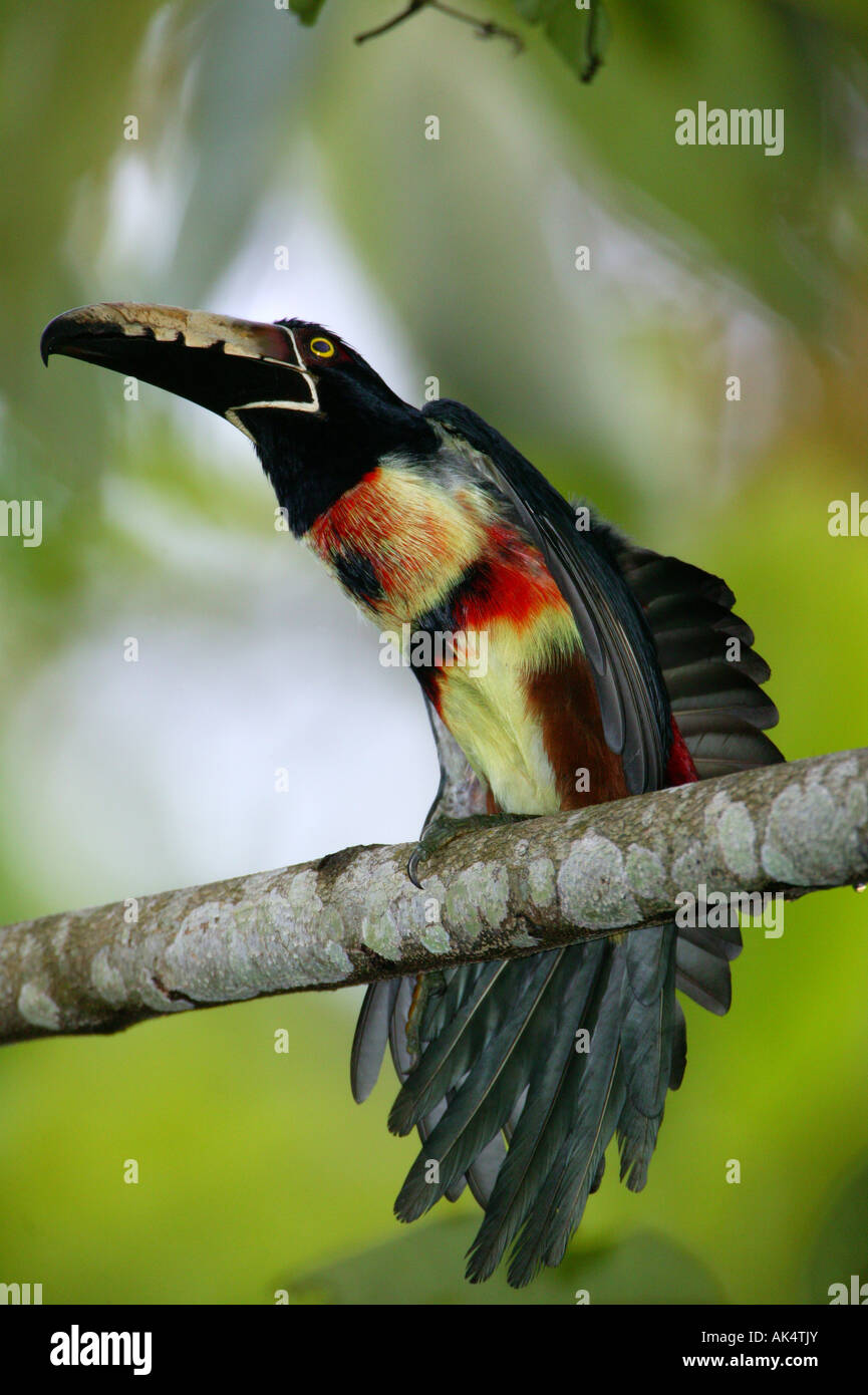 I colorati uccelli Aracari a collare, Pteroglossus torquatus, nel parco nazionale di Soberania, Repubblica di Panama. Foto Stock