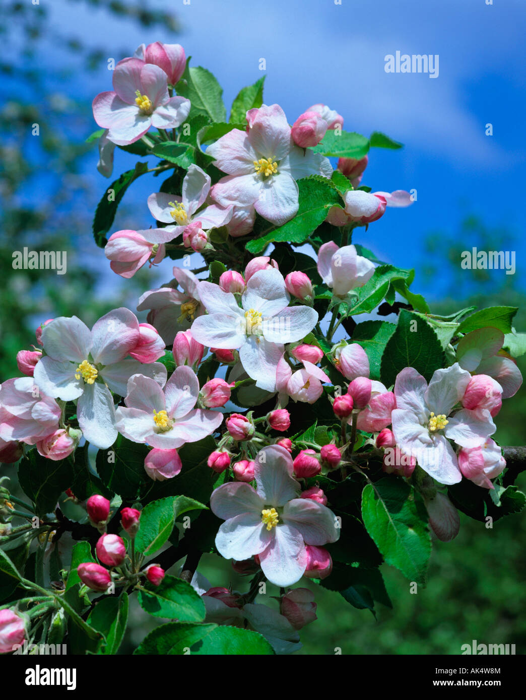 Fiore di melo Foto Stock