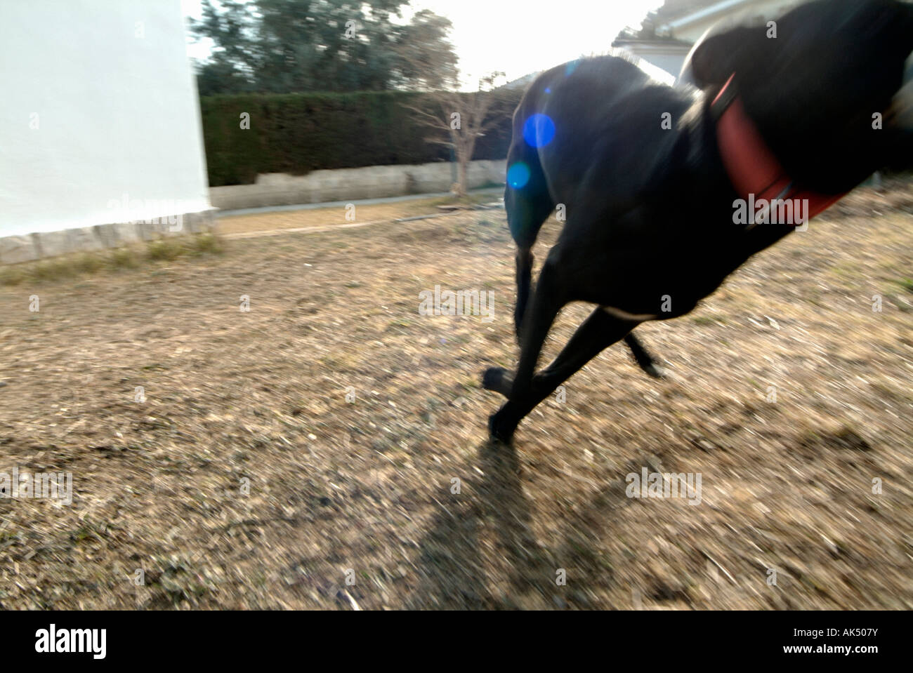 Cane che corre in un giardino Foto Stock